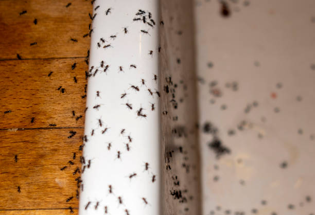 Best Spider Control Near Me  in North Arlington, NJ